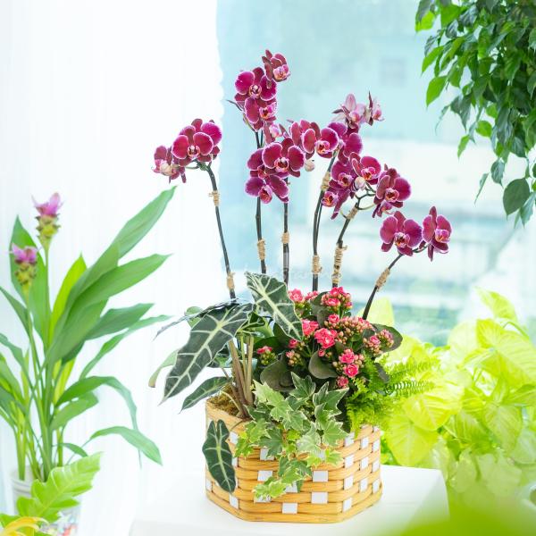 Lan Hồ Điệp Viên Mãn 121