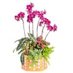 Lan Hồ Điệp Viên Mãn 121