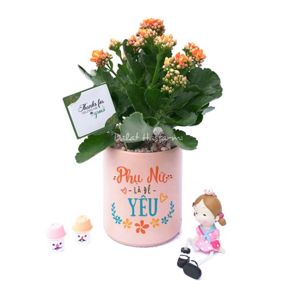 Chậu Trang Trí Sắc Màu Cảm Hứng 010