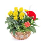 Chậu Hoa Thiết Kế Vạn Lộc 191