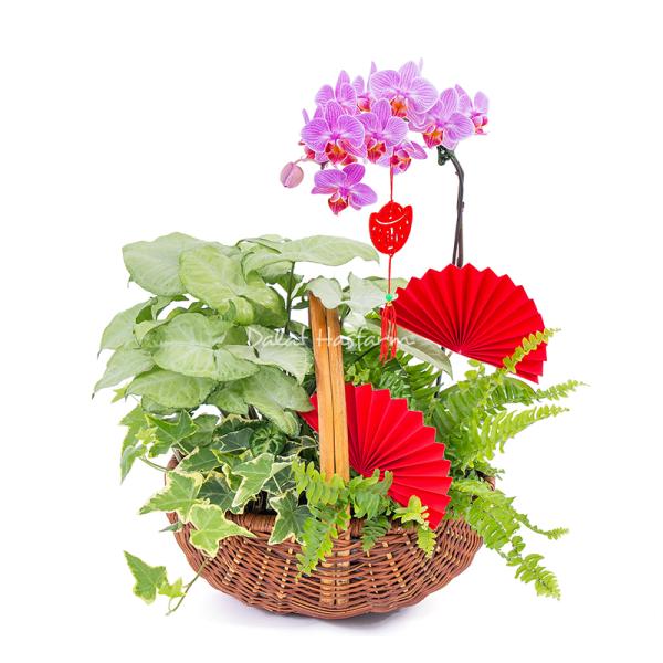 Chậu Hoa Thiết Kế Như Ý 194