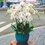 Lan Hồ Điệp Thịnh Vượng 055