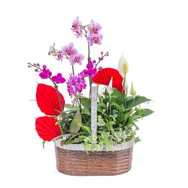 Chậu Hoa Thiết Kế Như Ý 195