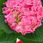 Chậu Hoa Thiết Kế Chân Thành 065