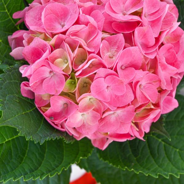 Chậu Hoa Thiết Kế Chân Thành 031