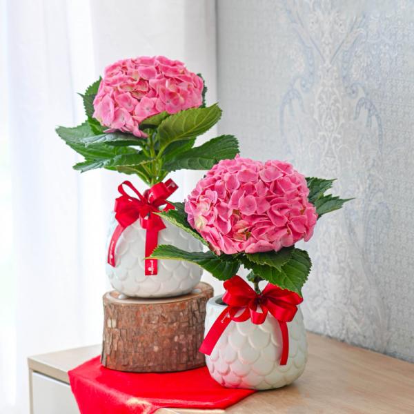 Chậu Hoa Thiết Kế Chân Thành 065