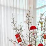 Đào Nhật - Tết Vui Chan Hòa