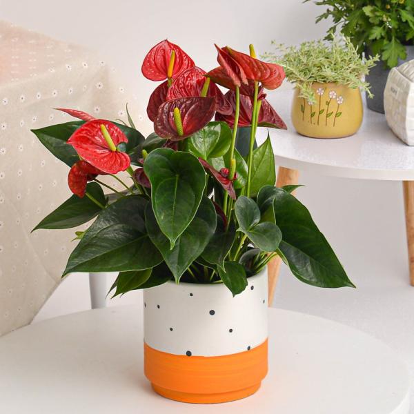 Chậu Cây Thiết Kế Nồng Ấm 018