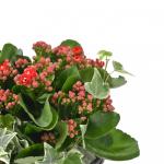 Chậu Hoa Thiết Kế Trường Thọ 064