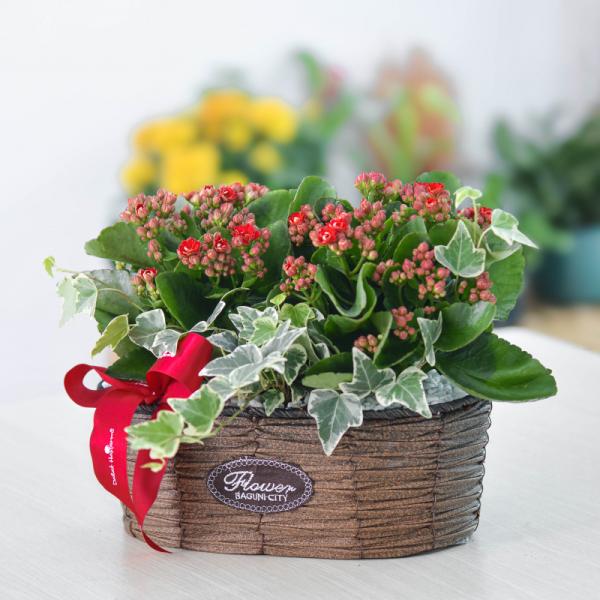 Chậu Hoa Thiết Kế Trường Thọ 064