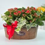 Chậu Hoa Thiết Kế Trường Thọ 064