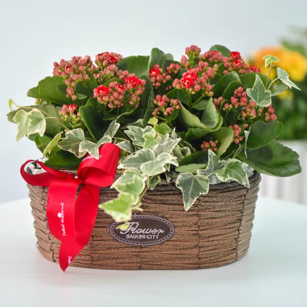 Chậu Hoa Thiết Kế Trường Thọ 064