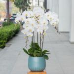 Lan Hồ Điệp Thịnh Vượng 037