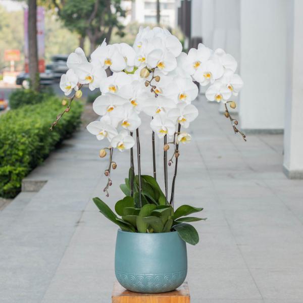 Lan Hồ Điệp Thịnh Vượng 037