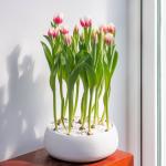 Chậu Hoa Thiết Kế Sắc Xuân 139