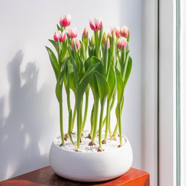 Chậu Hoa Thiết Kế Sắc Xuân 139