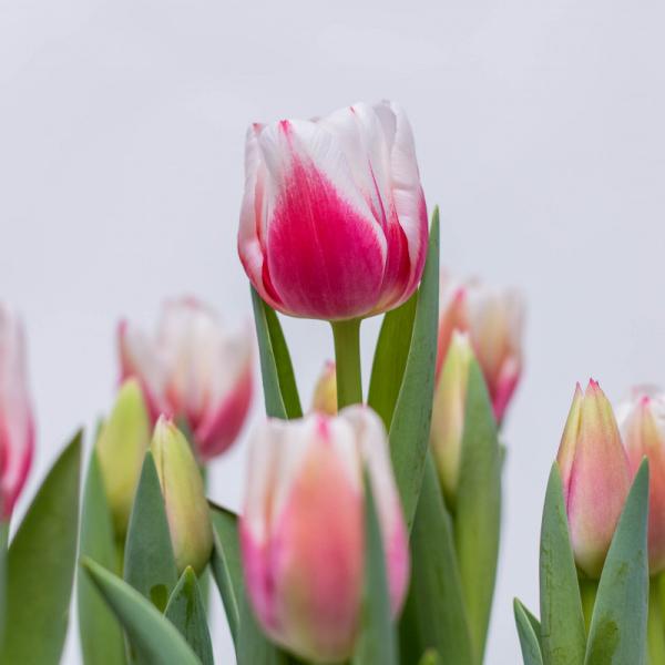 Chậu Hoa Thiết Kế Sắc Xuân 139