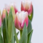 Chậu Hoa Thiết Kế Sắc Xuân 139