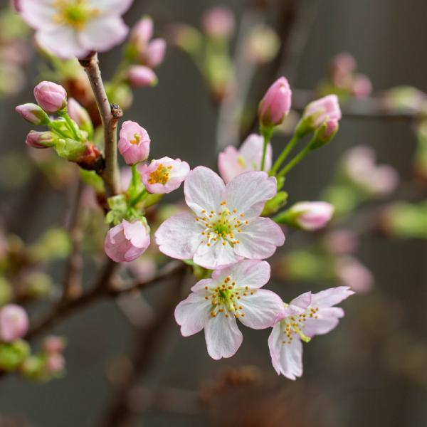 Đào Nhật - Tết Vui Chan Hòa