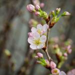 Đào Nhật - Đón Xuân Sum Vầy