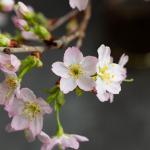 Đào Nhật - Tết Vui Chan Hòa