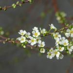 Tuyết Mai - Tết Vạn Lộc