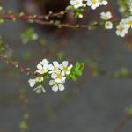 Tuyết Mai - Tết Vạn Lộc