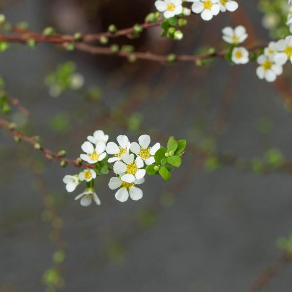 Tuyết Mai - Tết Vạn Lộc