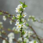 Tuyết Mai - Tết Vạn Phúc