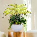 Lan Hồ Điệp Thành Ý 059