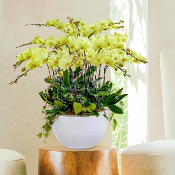 Lan Hồ Điệp Thành Ý 059