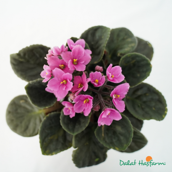 Plant4You - Chậu Hoa Violet Châu Phi