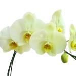 Lan Hồ Điệp Vạn Hạnh 025