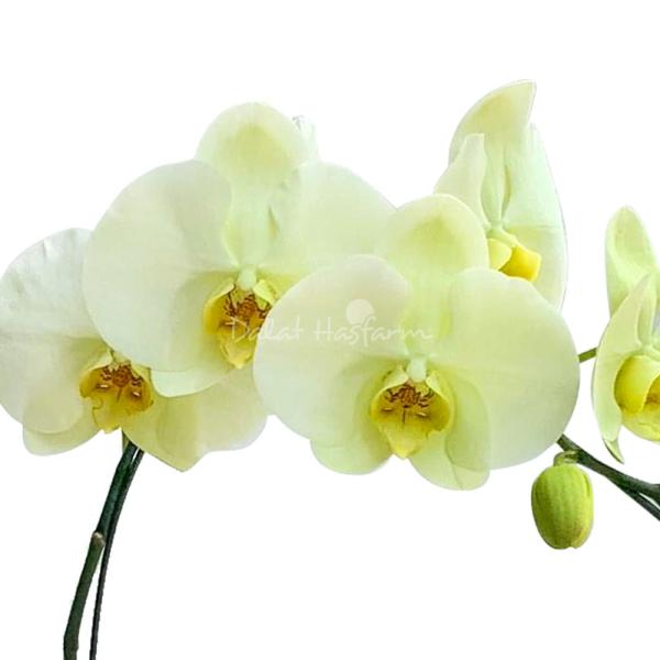 Lan Hồ Điệp Vạn Hạnh 025