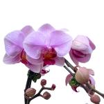 Lan Hồ Điệp Hồng Phát 027