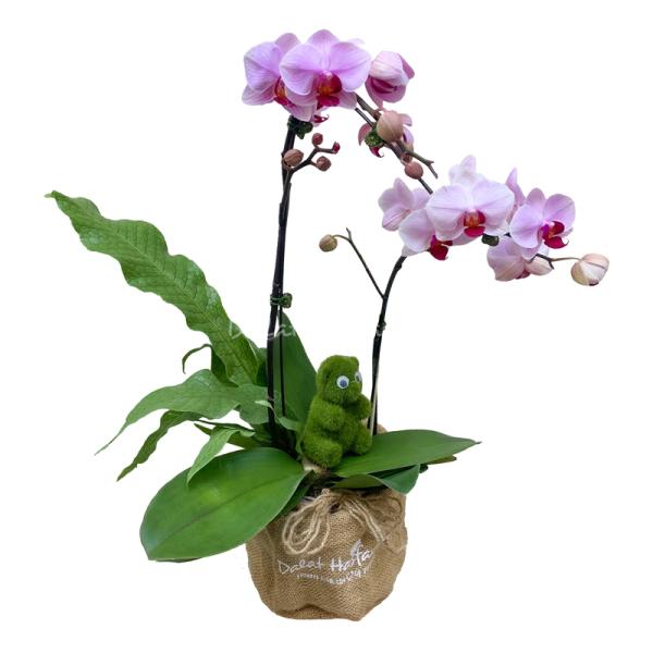 Lan Hồ Điệp Hồng Phát 027