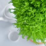 Chậu Giấy Gói Cây Tùng Thơm (40cm) 072