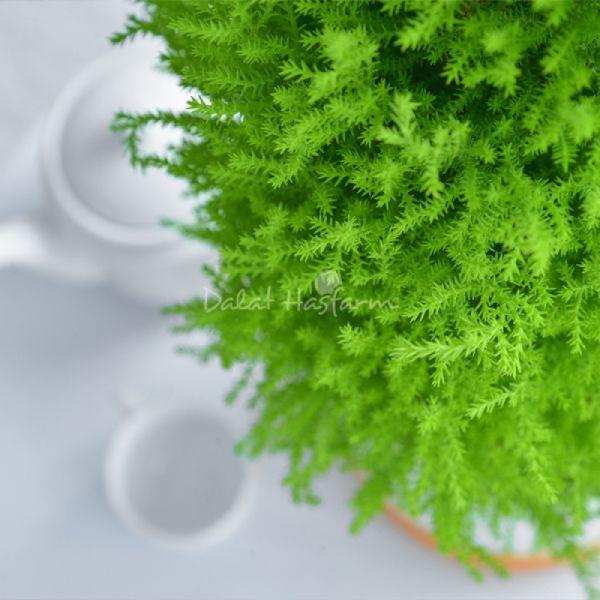 Chậu Giấy Gói Cây Tùng Thơm (40cm) 072