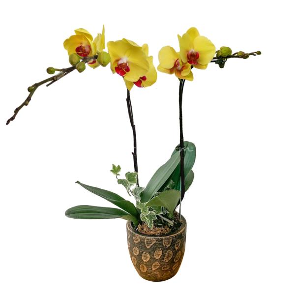 Lan Hồ Điệp Thành Ý 024