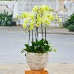 Lan Hồ Điệp Vạn Hạnh 052