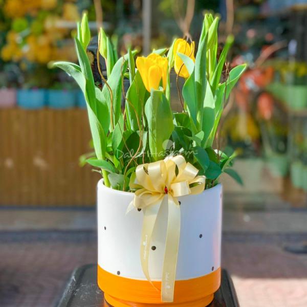 Chậu Hoa Thiết Kế Sắc Xuân 071