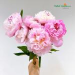 Bình Hoa 5 Cành Mẫu Đơn 339