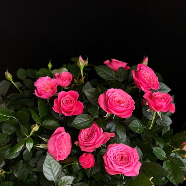 Chậu Hoa Thiết Kế Điều Ngọt Ngào 099