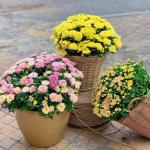 Chậu Sứ Hoa Cúc Hoàn Cầu 105