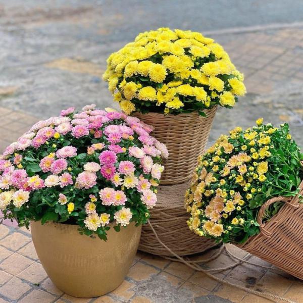 Chậu Sứ Hoa Cúc Hoàn Cầu 105