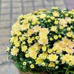 Chậu Sứ Hoa Cúc Hoàn Cầu 105