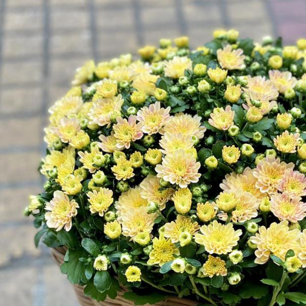 Chậu Sứ Hoa Cúc Hoàn Cầu 105