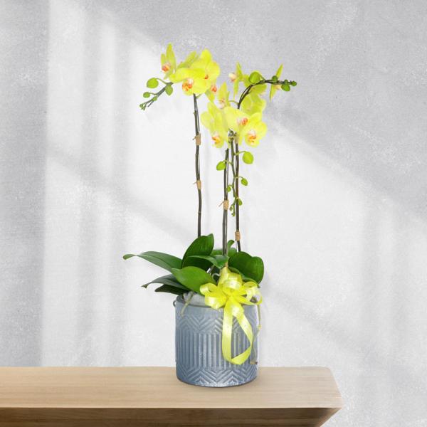 Lan Hồ Điệp Vạn Hạnh 002