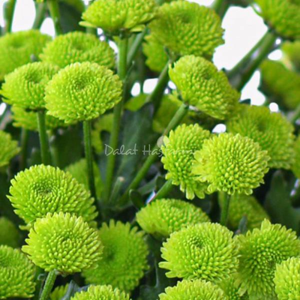 Bó Hoa Thanh Xuân 239