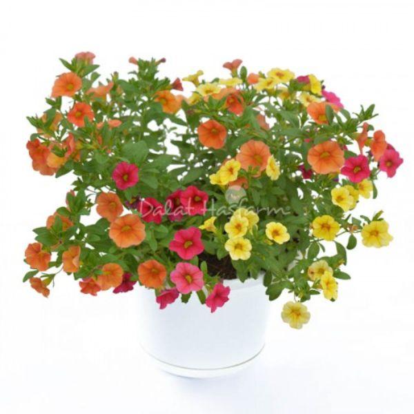 Calibrachoa 3colors - Ngàn chuông 3 màu